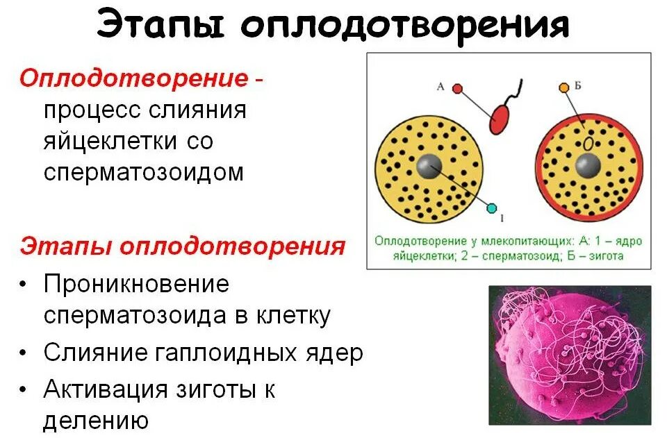 Процесс оплодотворения схема. Стадии оплодотворения яйцеклетки. Процесс оплодотворения клетки. Основные этапы процесса оплодотворения кратко.