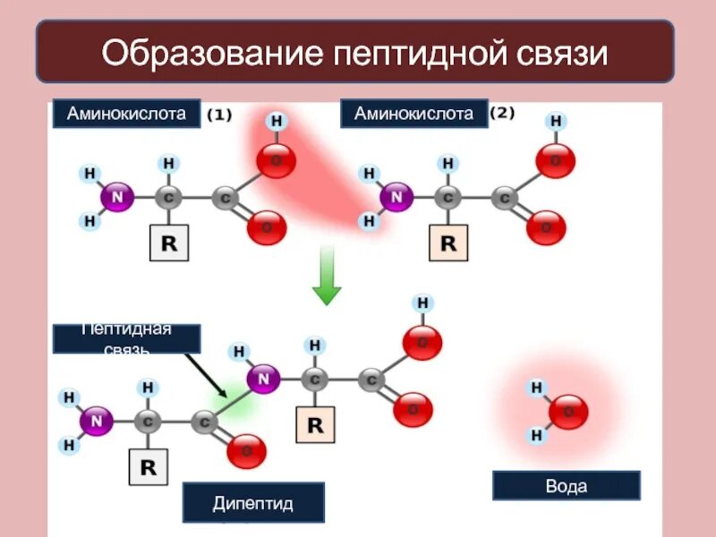 Образование первой пептидной связи. Строение пептидной связи аминокислот. Образование пептидной связи. Аминокислоты образование пептидной связи. Пептидная связь аминокислот.