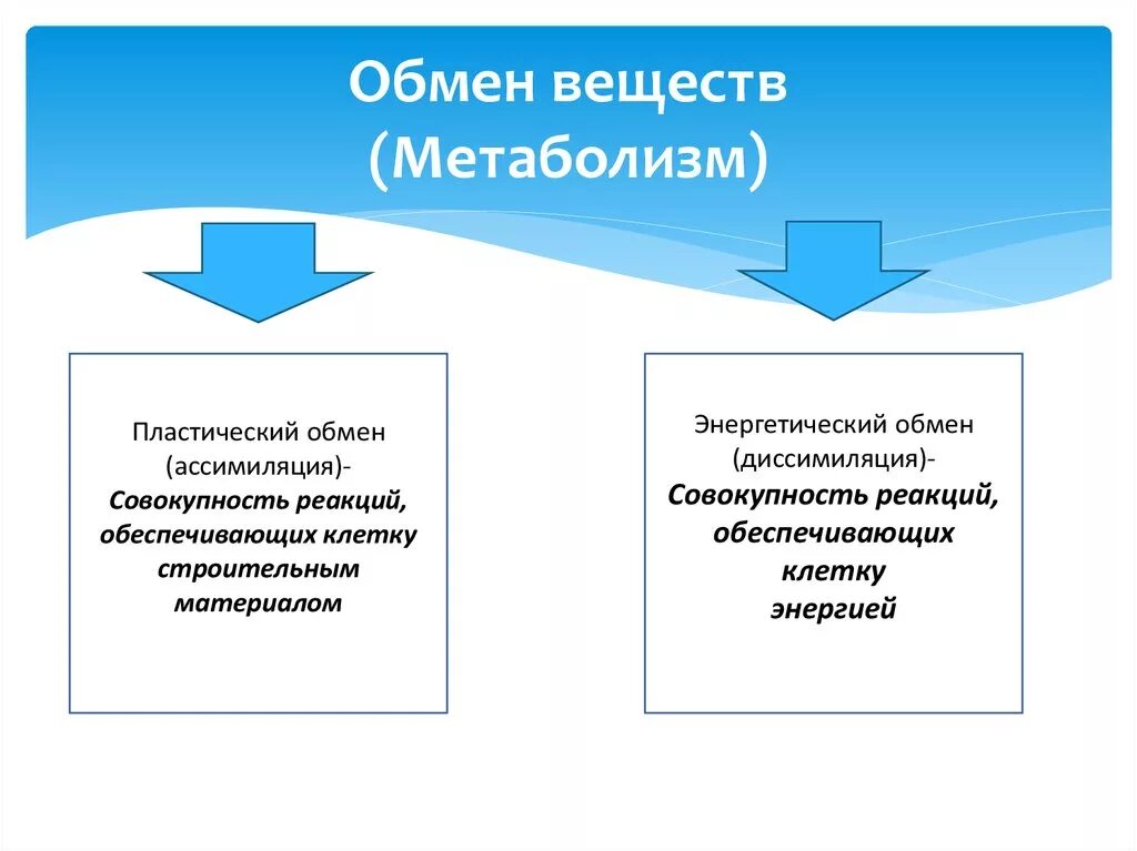 Пластический обмен веществ. Обмен веществ пластический обмен. Обмен веществ пластический и энергетический. Метаболизм пластический и энергетический обмен. Совокупность реакций пластического обмена