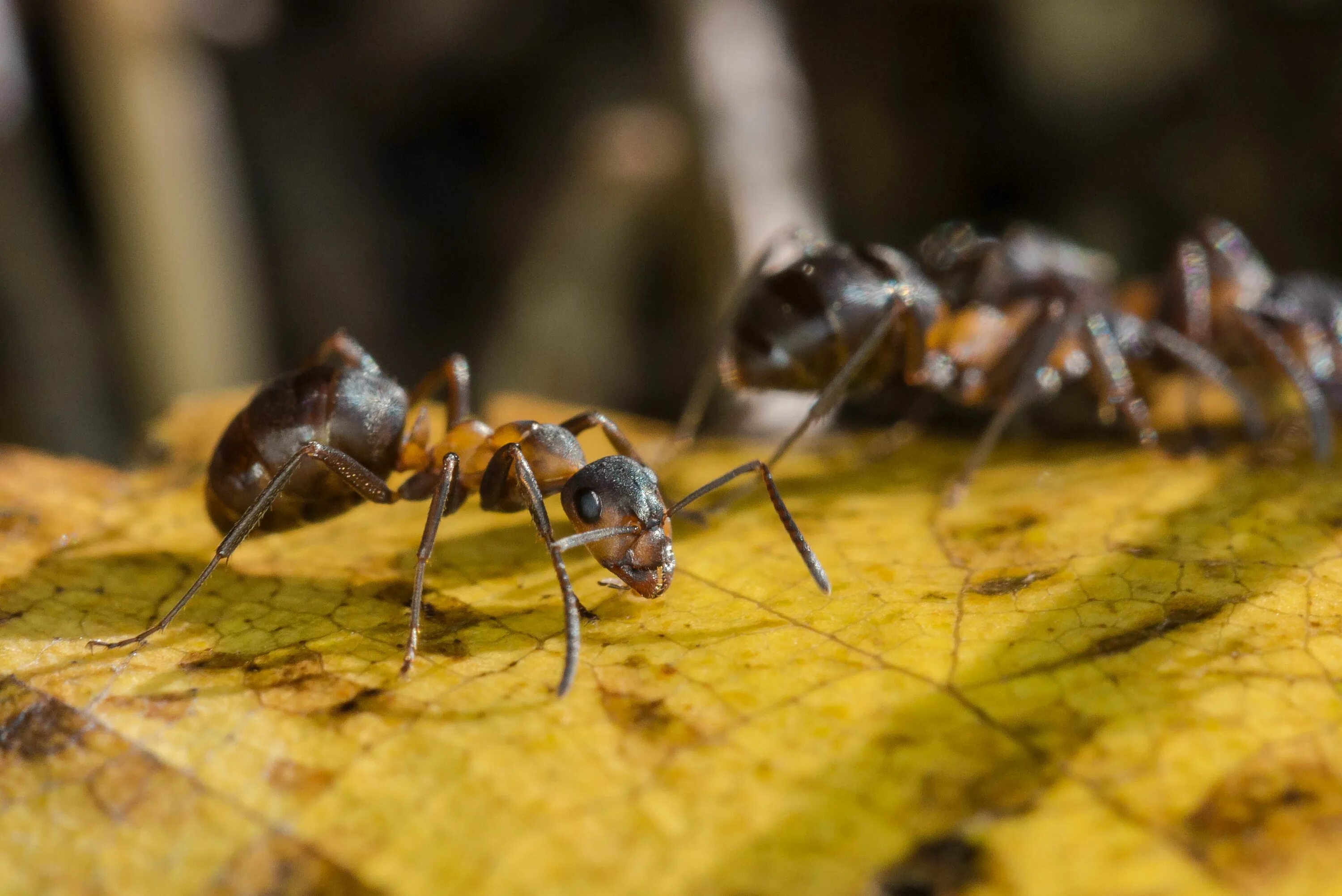 Лесной муравей тип развития. Муравьи Формика Руфа. Формика Руфа Муравейник. Рыжий Лесной муравей (Formica Rufa). Европейский муравей Лесной малый Formica Rufa.