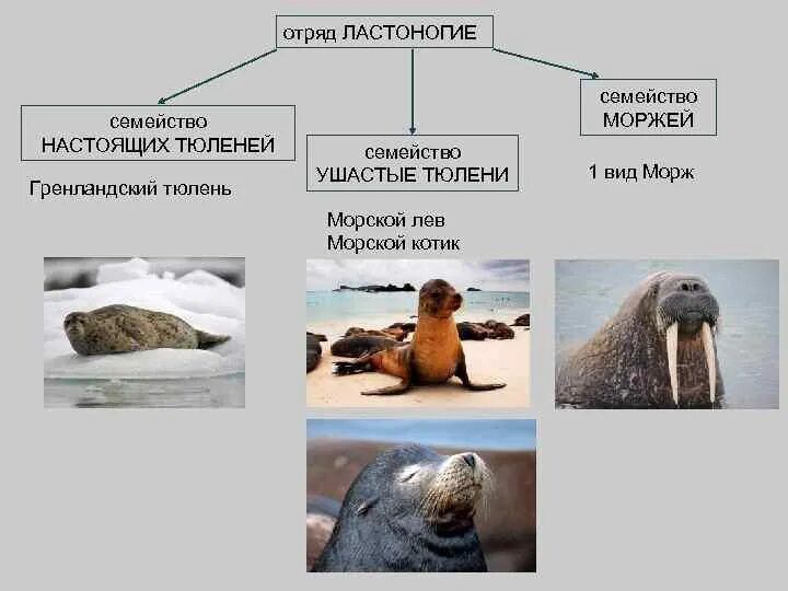 Морж приспособление к среде обитания. Отряд ластоногие классификация. Отряды ластоногие тюлени. Отряд ластоногие систематика. Ластоногие млекопитающие тюлень.