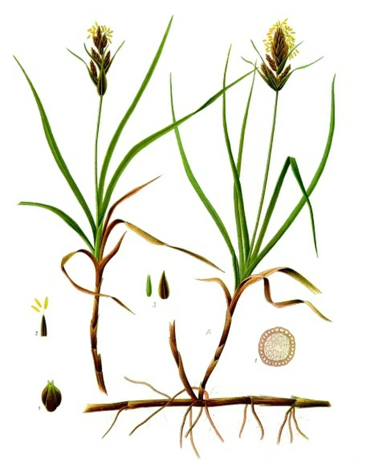Корни осоки. Осока песчаная. осока растение песчаная. carex arenaria. корневище осоки.