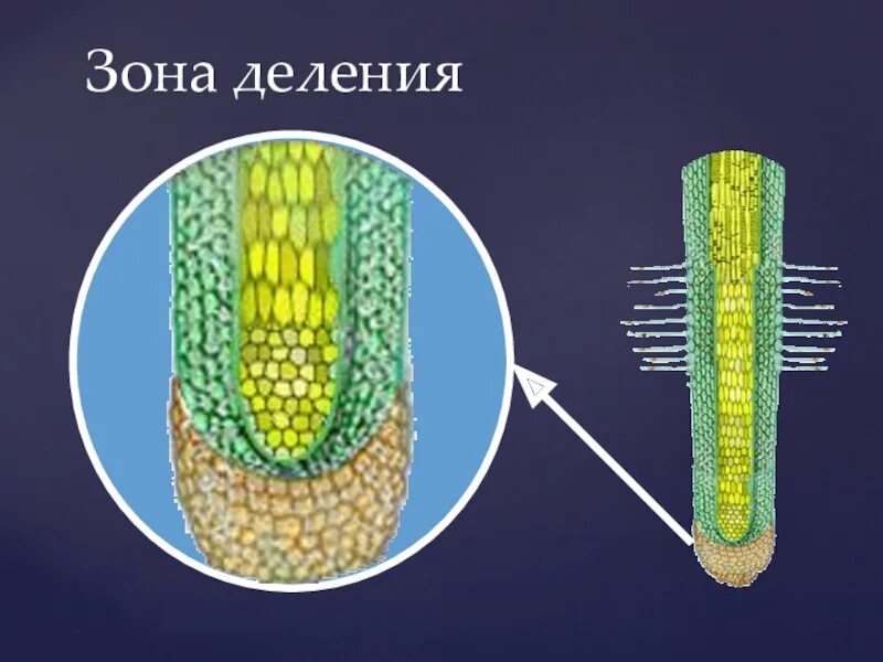 Корневой чехлик зона роста. Зона деления биология 6 класс. Корневой чехлик зона деления. Зона корня корневой чехлик зона деления зона.