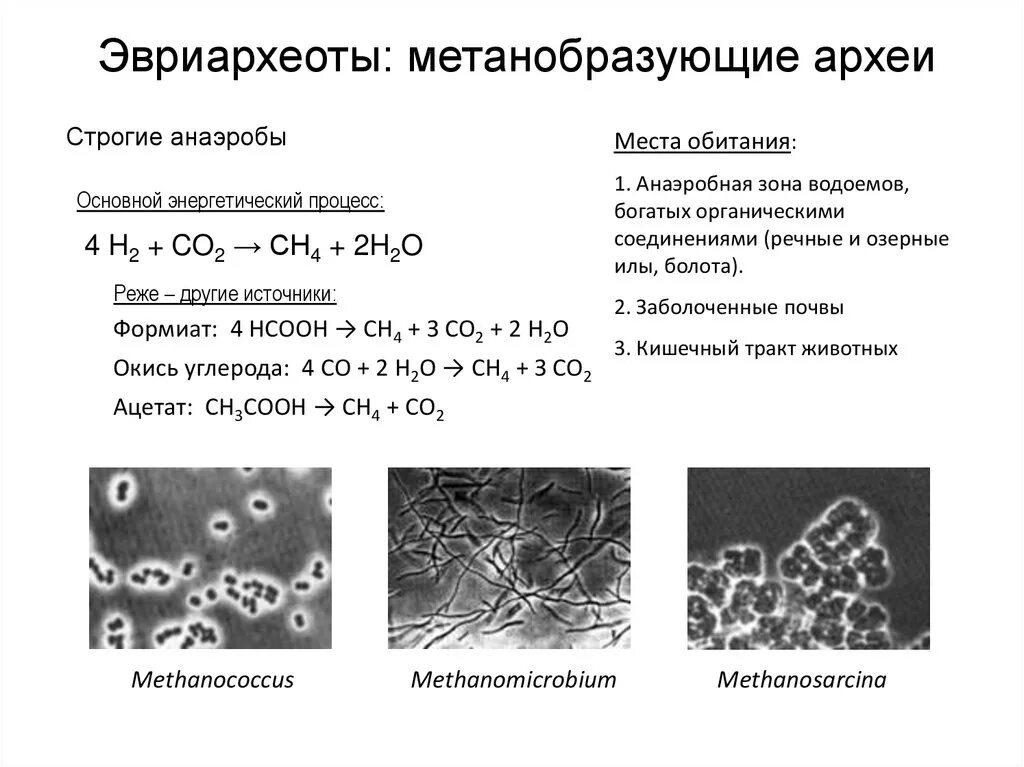 Бактерии выделяют метан. Археи галофилы. Термофильные археи. Метанобразующие археи и бактерии. Термофилы археи строение.