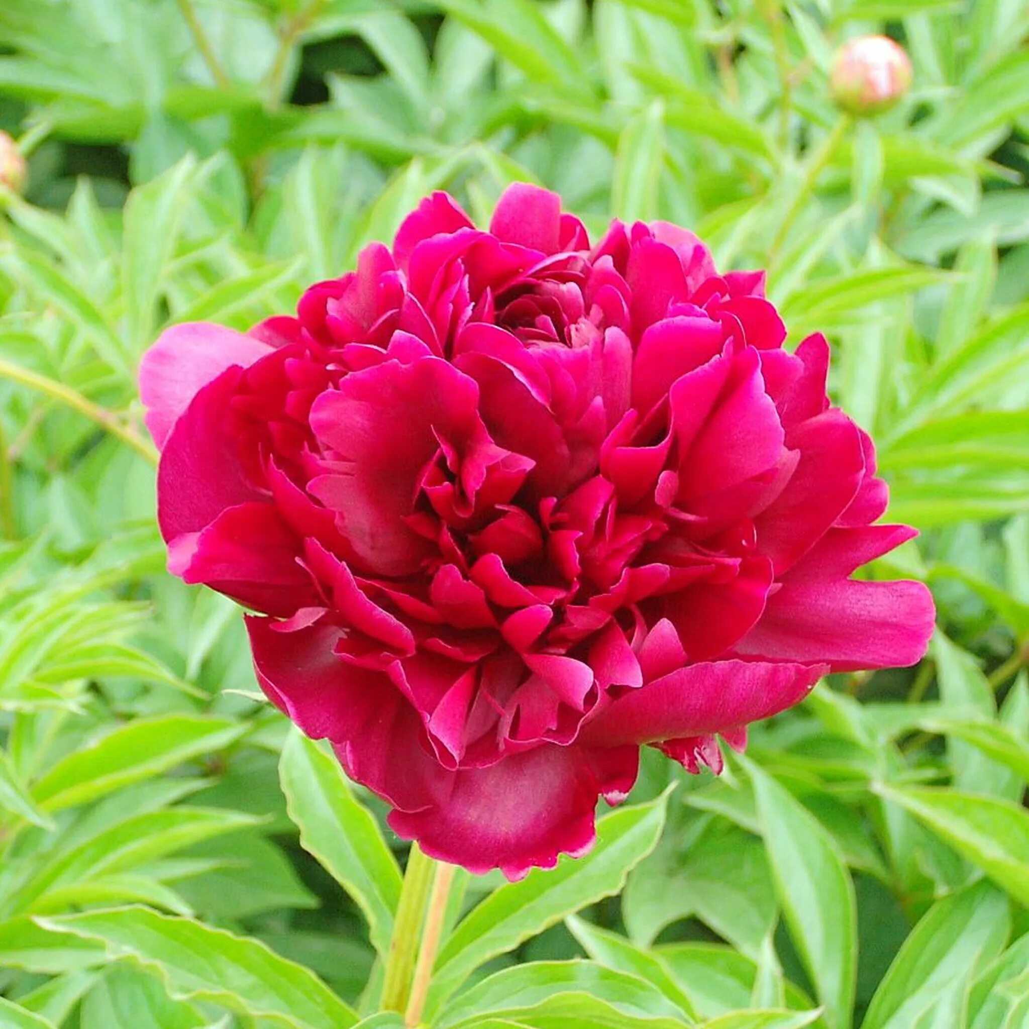 Пион jacorma. Пион черный жемчуг. Пион молочноцветковый иммакули. Пион блэк вельвет травянистый. Richard greenham пион.