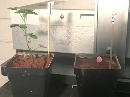 Ученого посадили