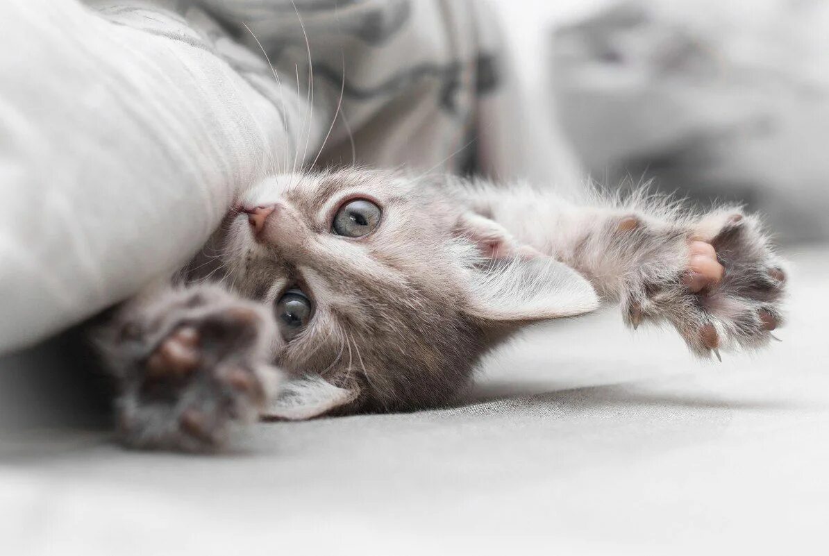 Котенок утром картинка. Котенок проснулся. котик утром. кошка проснулась. кошачьи потягушки.