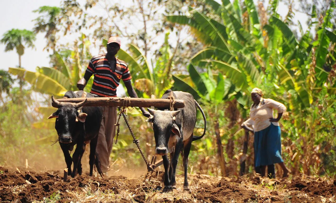 Сельское хозяйство в африке страны