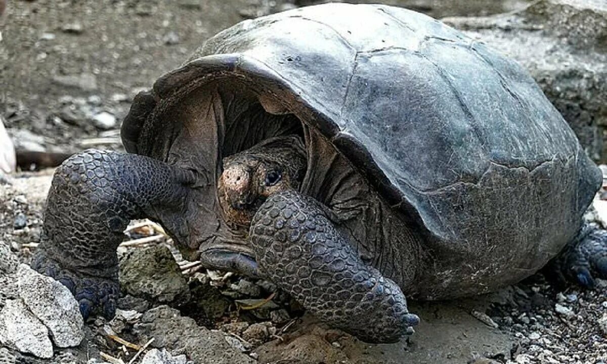 Среднеазиатская черепаха детеныш. Галапагосская гигантская черепаха. Слоновые черепахи галапагосы. Галлапагосская черепа. Галапагосские черепахи эквадор.