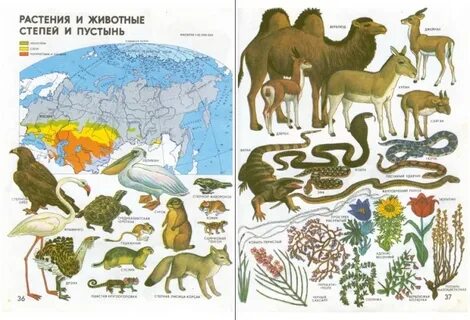 Атлас природы животные