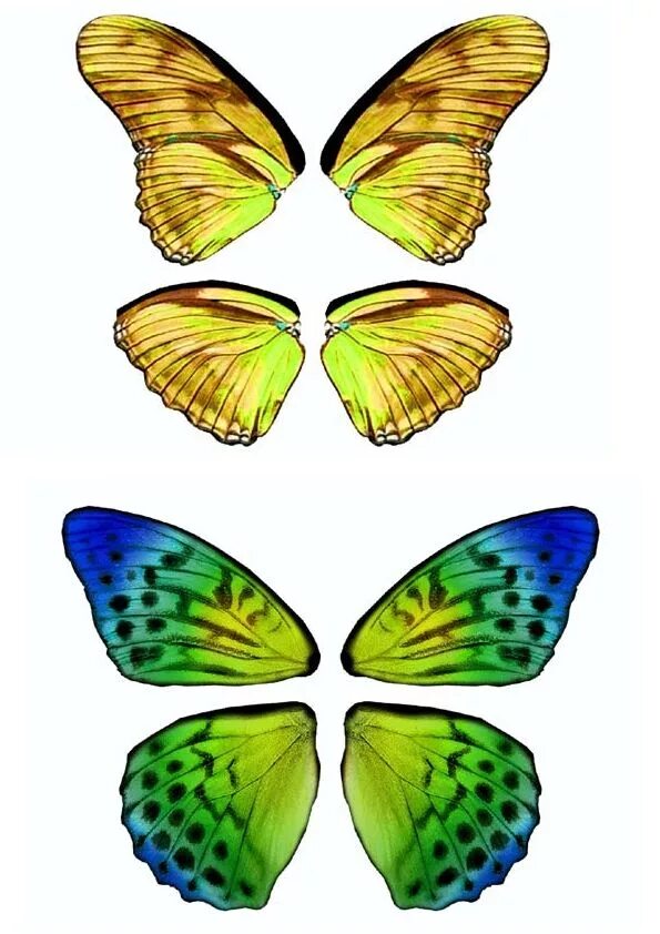 Простые крылья бабочки. Формы крыльев бабочек. Бабочки для вырезания цветные. Бабочки картинки для печати цветные. Разноцветные Крылья бабочек.