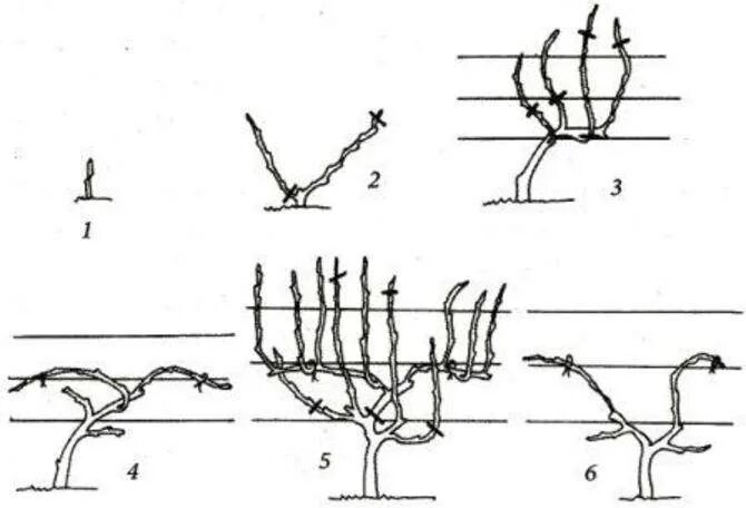 Формировка винограда Гюйо. Схема обрезки винограда. Двуплечий Гюйо формировка винограда. Формирование лозы винограда весной. Как обрезать виноград видео для начинающих
