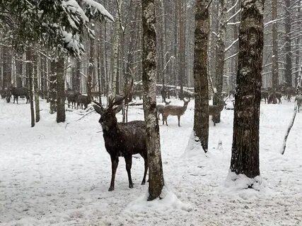 Увидеть оленя