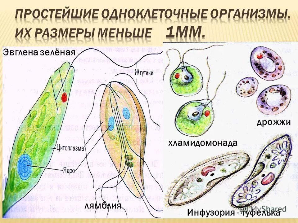 Строение одноклеточных царство протисты. Простейшие одноклеточные организмы. Биология одноклеточные. Одноклеточные животные представители. Простейшие организмы.
