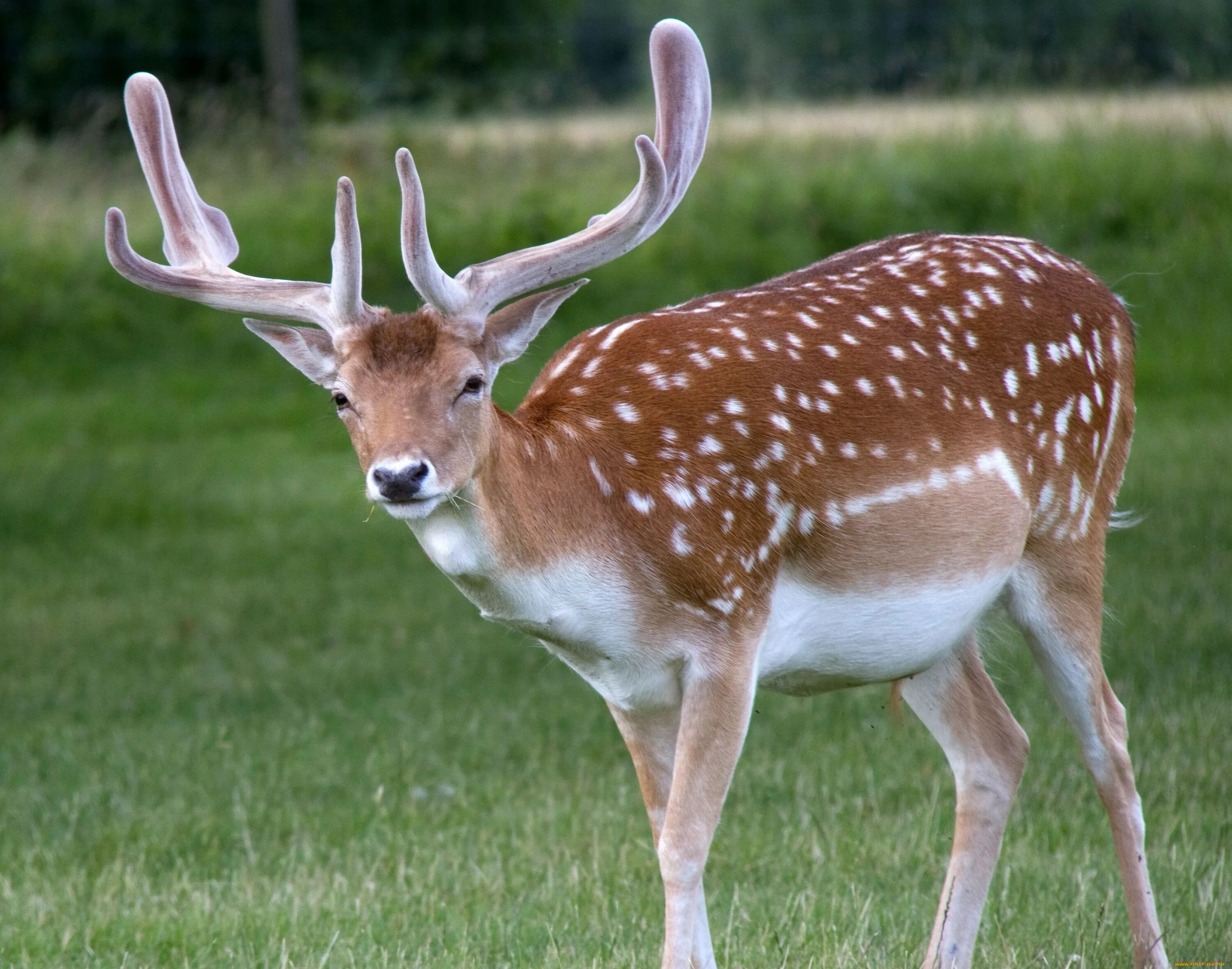 Уссурийский пятнистый олень. Уссурийский пятнистый олень Cervus Nippon hortulorum. Уссурийск пятнистый олень. Филиппинский пятнистый олень.