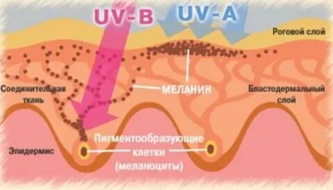 Образование пигмента меланина