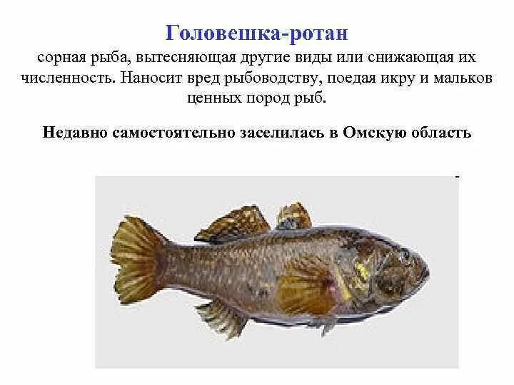 Головешка или головешка