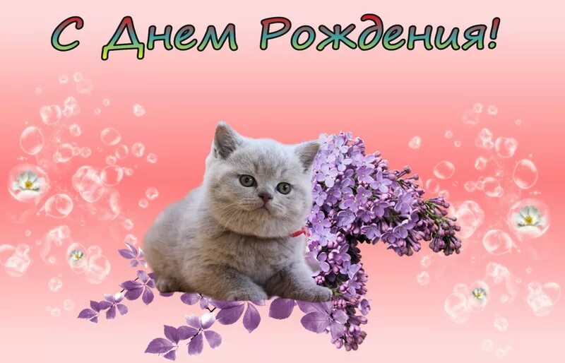 С днем рождения котенок. Поздравление с днем рождения с котом. С днем рождения кошечка. Поздравления с днём рождения с котиками. Поздравления с днём рождения с кошками.