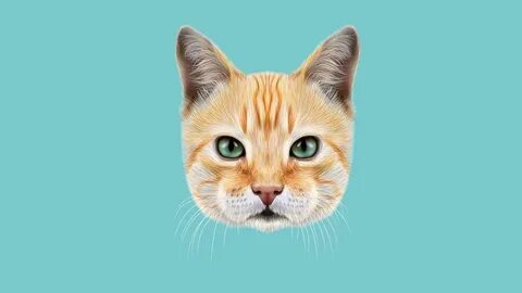 7 кошачьих