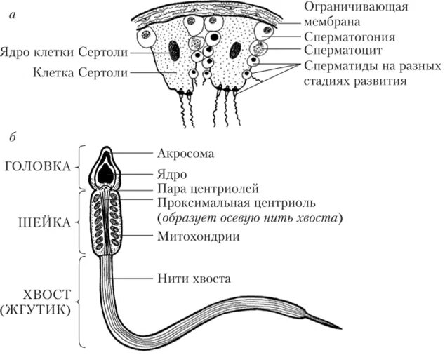 Рисунок мужской половой клетки. Строение сперматозоида гистология. Проксимальная центриоль сперматозоида. Строение клетки сперматозоида. Шейка сперматозоида строение.