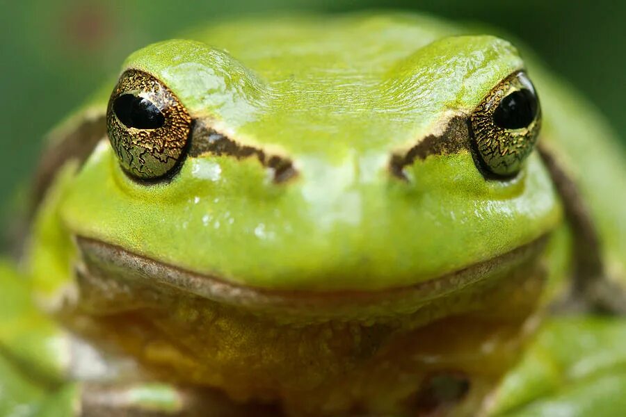 мордочка лягушки. мордочка лягушки. голова лягушки. мордочка лягушки. голова лягушки.