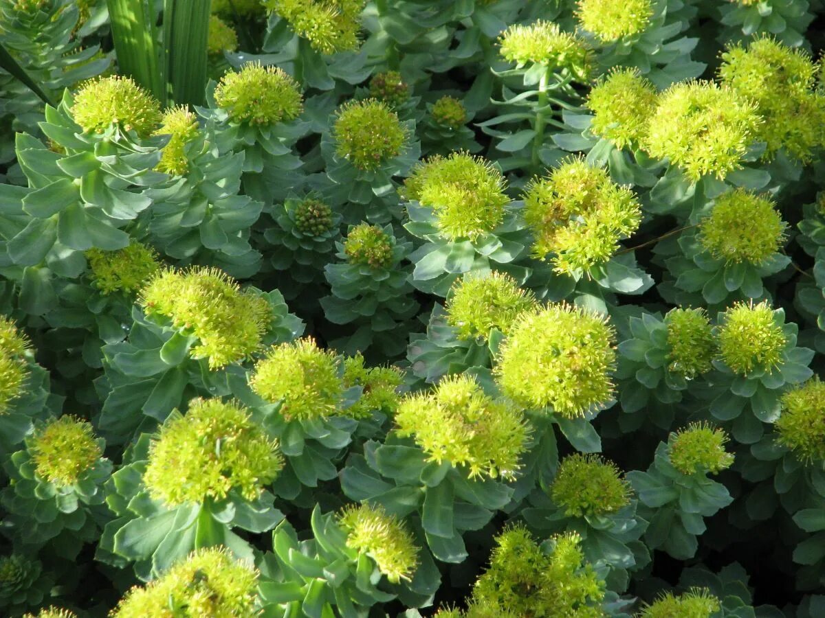 Родиола розовая сырье. Родиола розовая Rhodiola rosea. Родиола Сахалинская. Родиола розовая Суккуленты. 221. Родиола розовая.