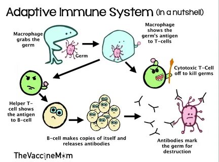 L immune