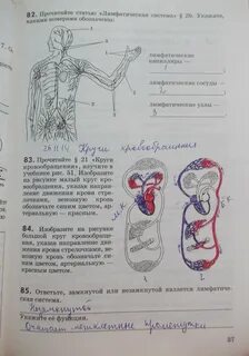 Индивидуальный проект по биологии 8 класс