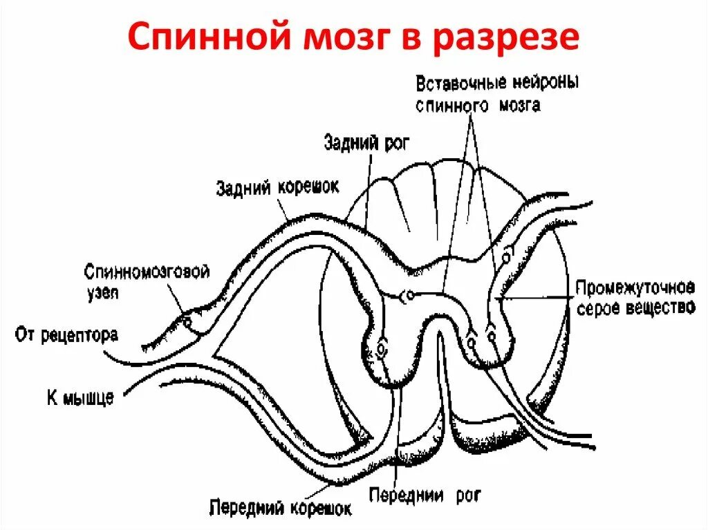 Схема сегмента спинного мозга. Схема сегмента спинного мозга поперечный разрез. Схема сегменту спинного мозку. Поперечный разрез спинного мозга анатомия.