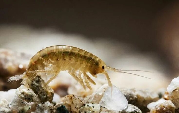 Морские рачки фото Optimized multi-scale structure and chemical gradients in exoskeletons of mantis