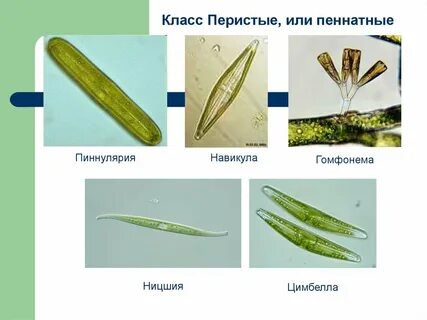 Виды диатомовых водорослей