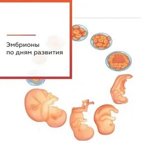 Развитие зародыша без оплодотворения