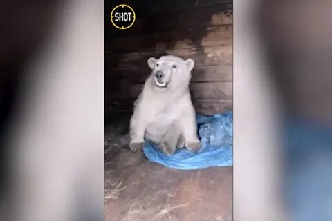Ранивший медведя