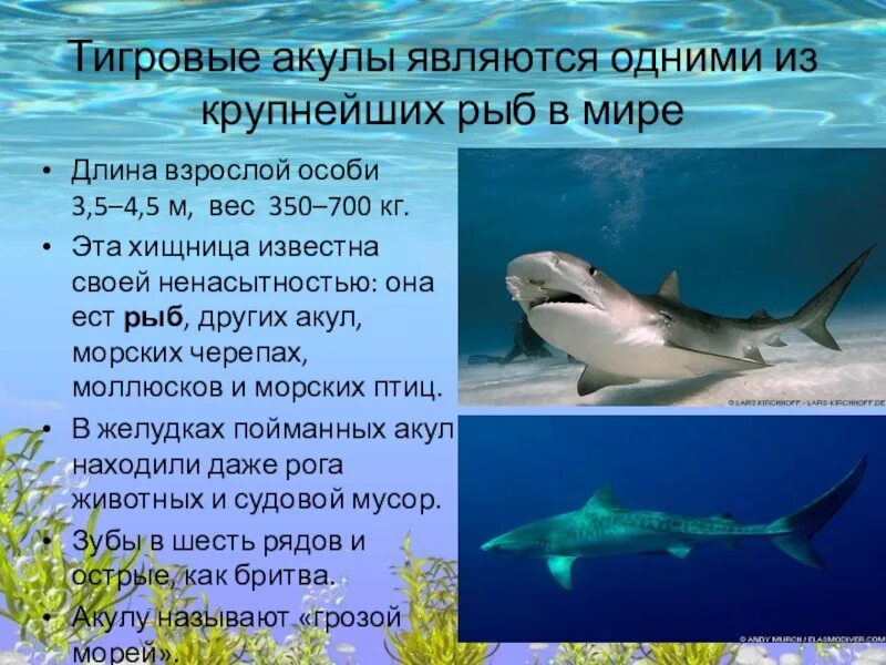 Загадка про акулу 1 класс. Акулы 1 класс. Загадка про акулу. Проект акула. Акулы презентация.