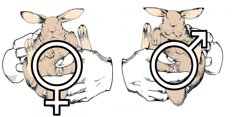 Кролик как отличить. Как различить самку от самца кролика. Как определить пол крольчонка. Отличие самки от самца кролика.