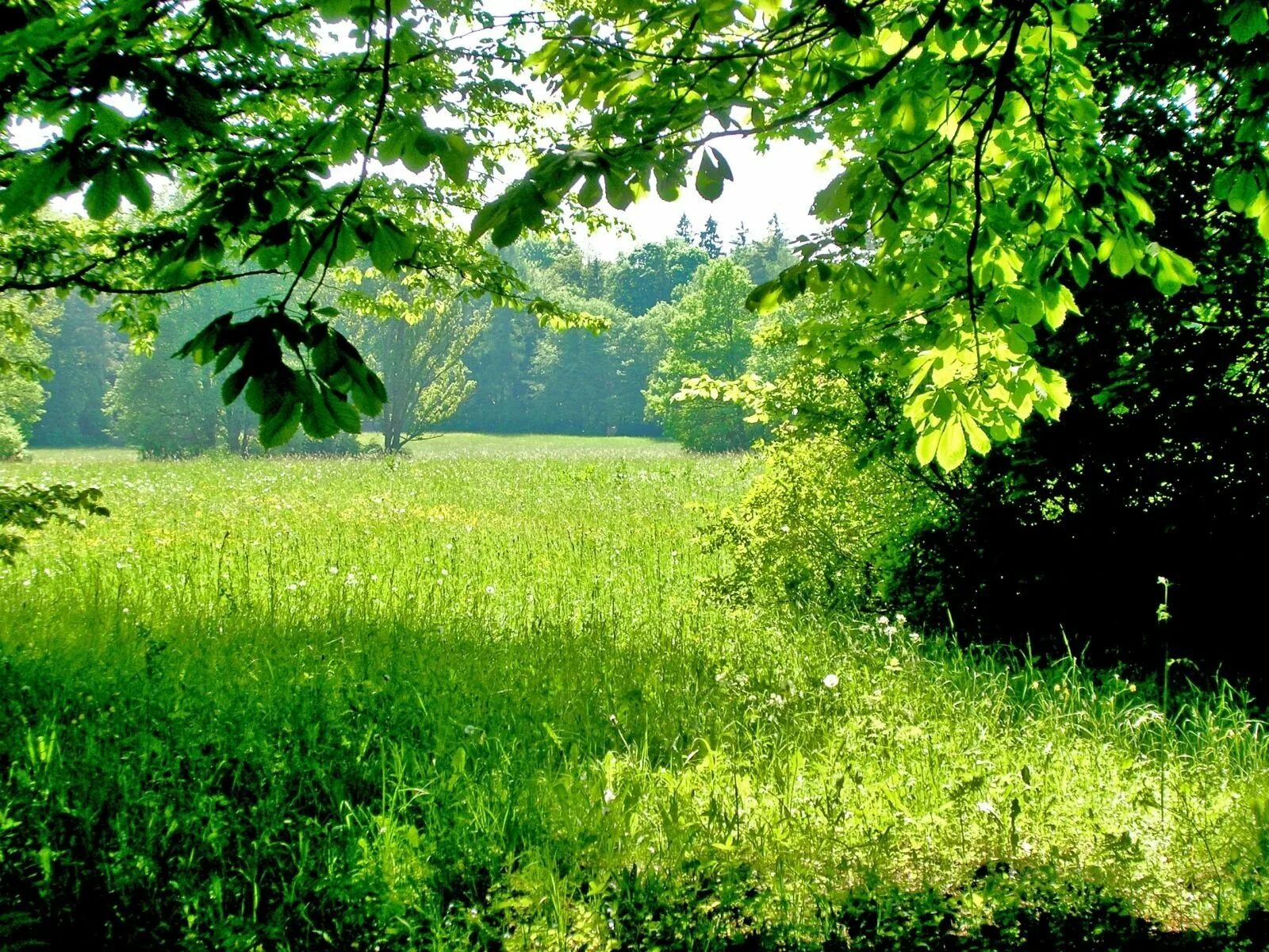 Время года лето солнечное. Полянка в лесу. Природа зелень. Летний лес. Летняя природа.