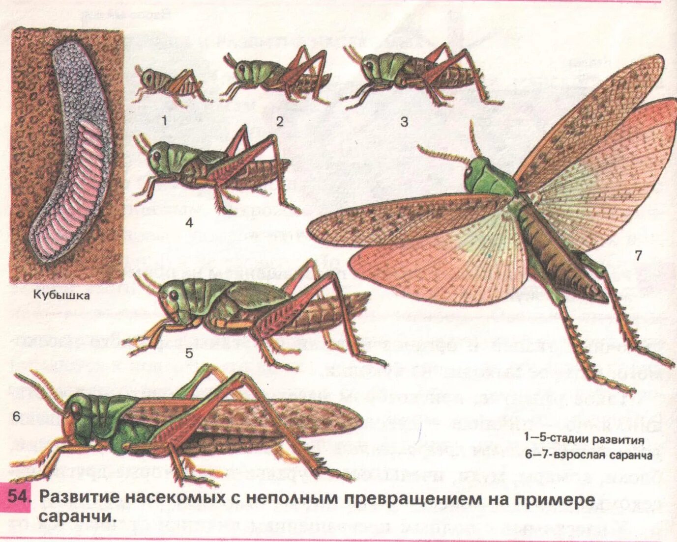 Чем питаются личинки саранчи. Развитие с неполным превращением у саранчи. Азиатская Перелетная Саранча цикл развития. Развитие с неполным превращением сараняи. Азиатская Саранча метаморфоз.