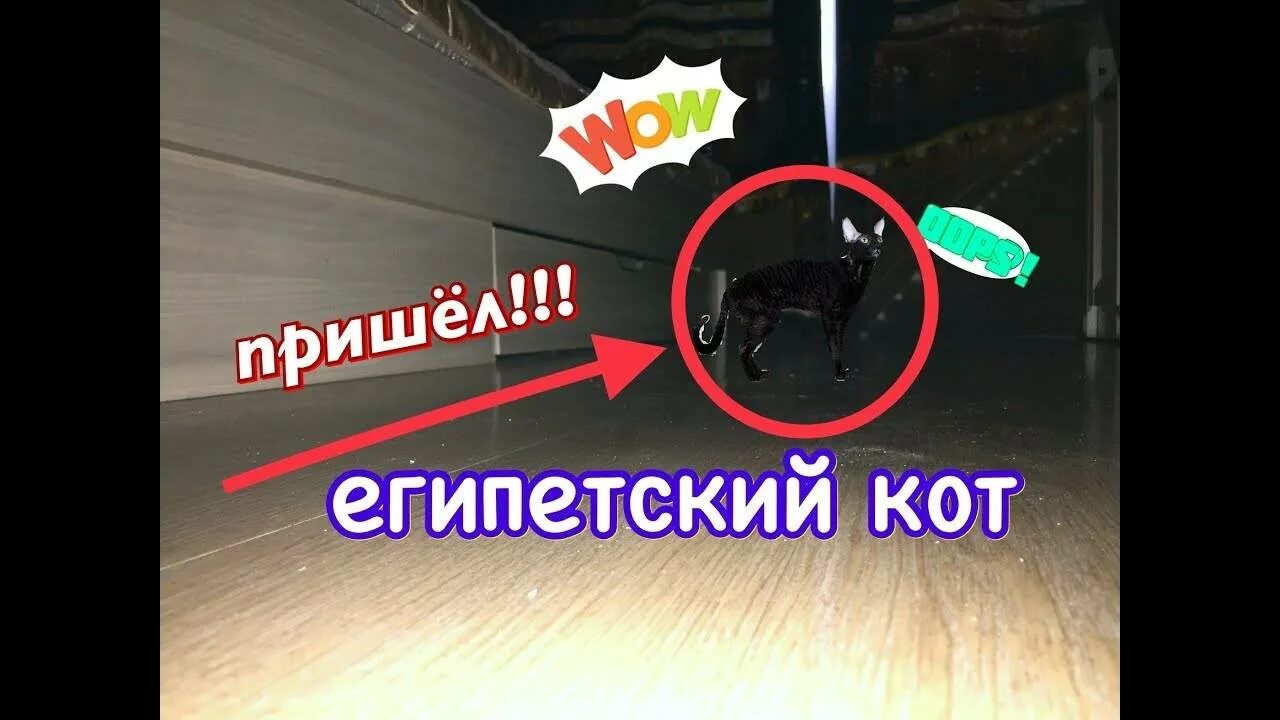 Как вызвать кота. Египетский кот вызов духа. вызов духов египетский кот. как вызывать египецково кота. египетский кот призыв.