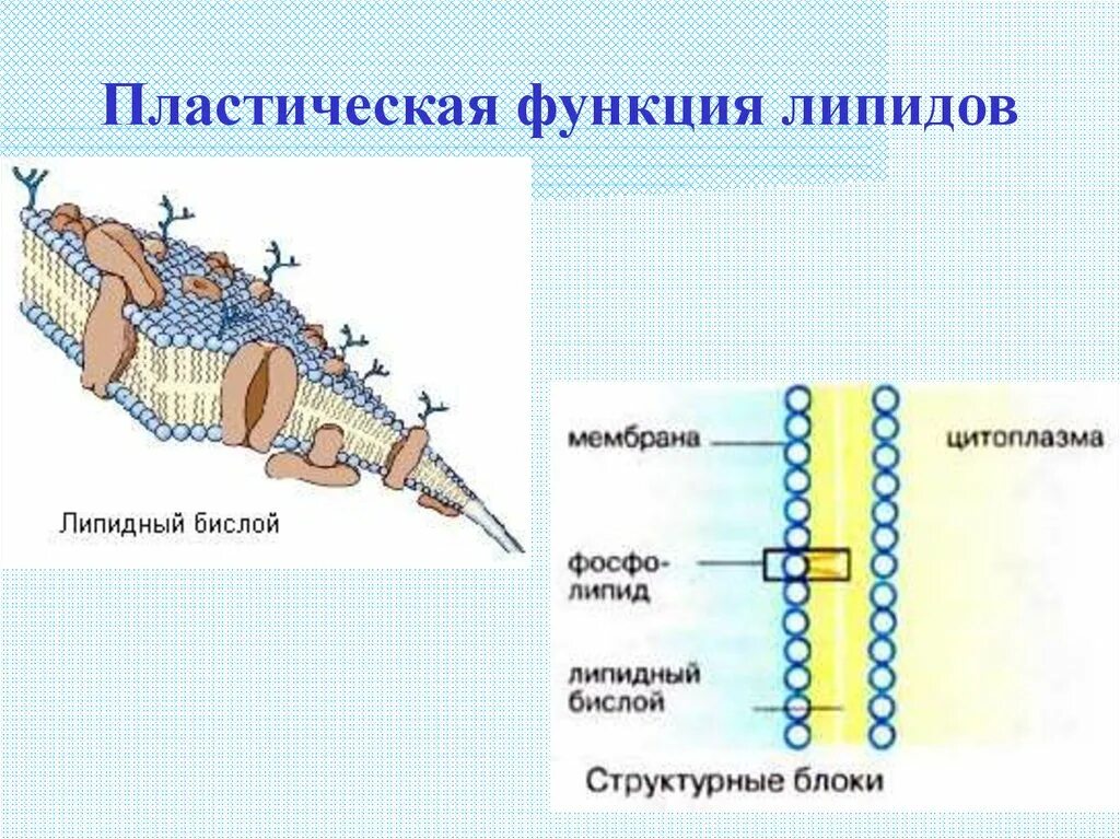 Липиды выполняющие строительную функцию. Функции липидов. Пластическая функция липидов. Функции липидов в организме. Липиды выполняют функции.