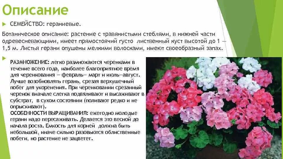 Герань комнатное растение описание. Описание цветка герань комнатная. Плющевидная герань. Описание стебля герани.