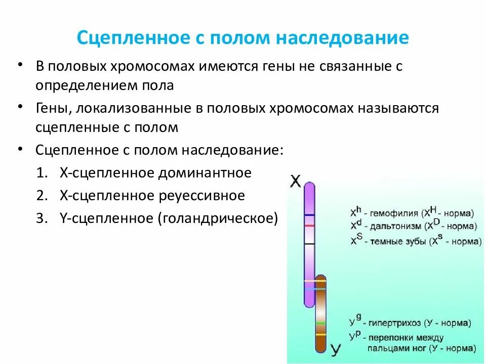 Наследование признаков, сцепленных с полом. Признаки сцепленные с негомологичным участком y-хромосомы. Закономерности наследования признаков сцепленных с полом. Наследование признаков сцепленных с полом. Генетика сцепленное с полом наследование.