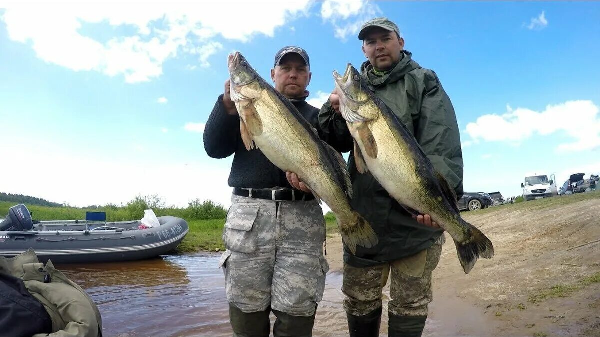 Жерех на рыбинском водохранилище. Трофейный судак на рыбинском. Рыбинское водохранилище рыбалка. Правило ловли на рыбинке. Запрет ловли судака на рыбинском водохранилище.