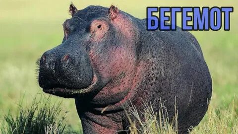 Страна в честь гиппопотама 4 букв сканворд