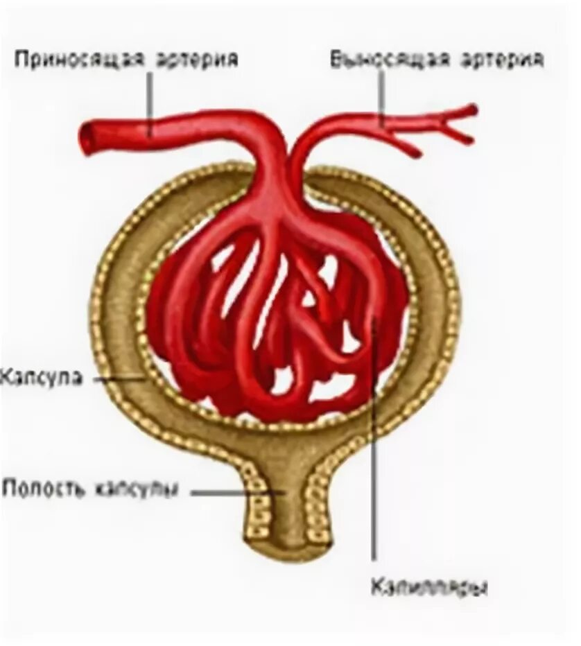 Почки капсула Шумлянского Боумена. Капсула Шумлянского Боумена анатомия. Структуры капсулы Шумлянского-Боумена. Нефрон строение капсула Боумена. Нефрон капсула боумена