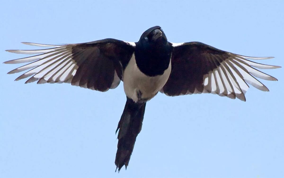 Сорок нести. Сорока на хвосте принесла значение. Сорока на хвосте принесла фразеологизм. Хвост сороки. Птичка на хвосте принесла.