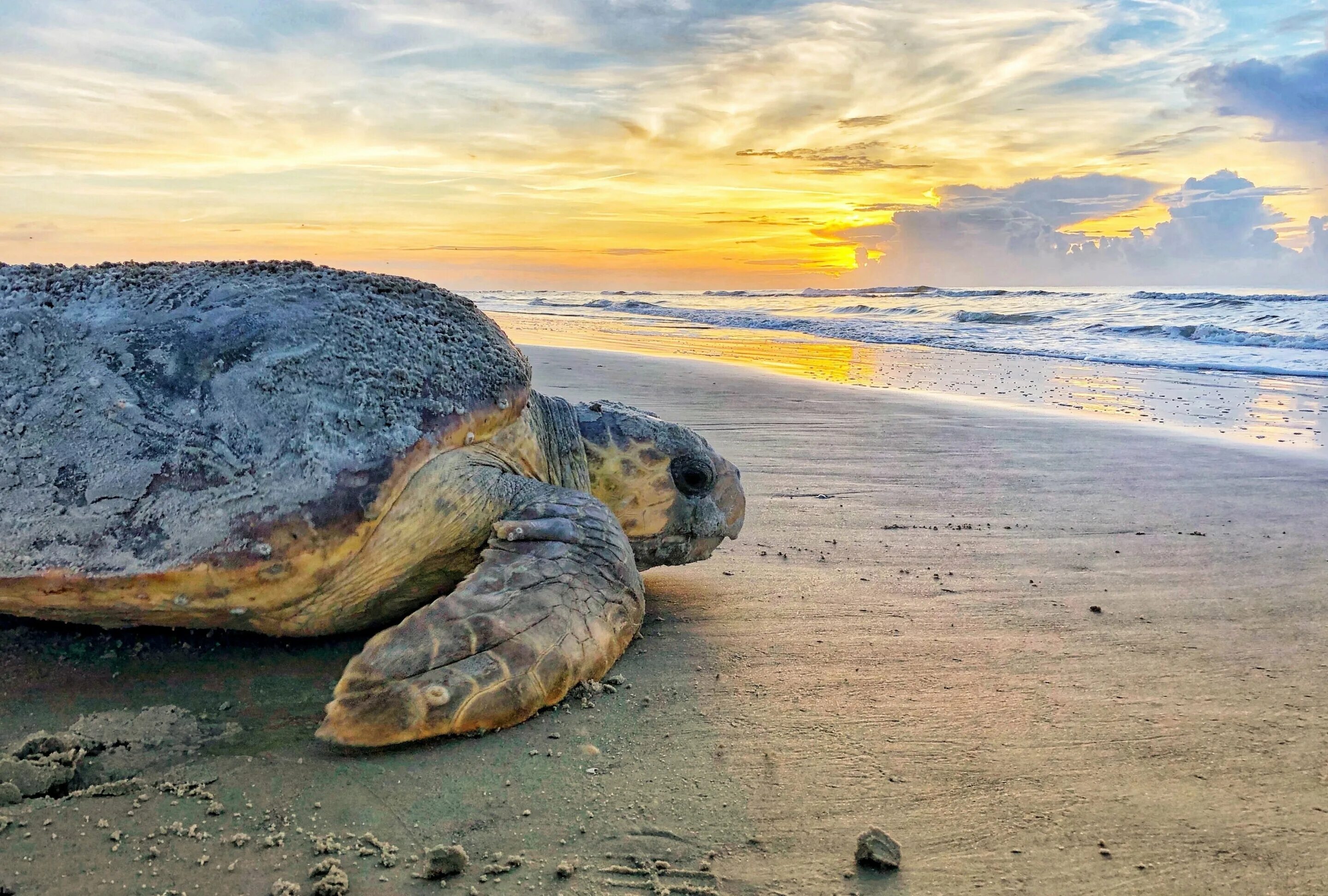 Why are beaches important for the loggerhead