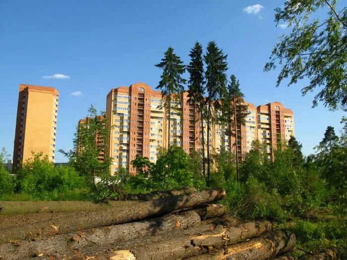 Фото: Верхний Комитетский лес, лесной массив, Московская область, Королёв, Верхн