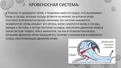 Кровеносная система имеется