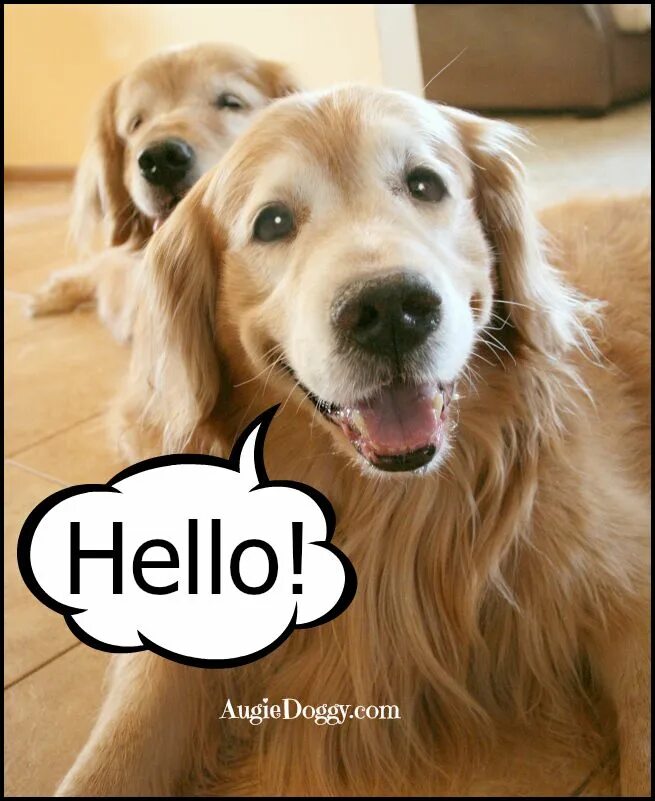 Собака выглядывает из за угла. Любопытная собака. Hello my dog. Хэллоу собаки мемы. Yes this is dog.