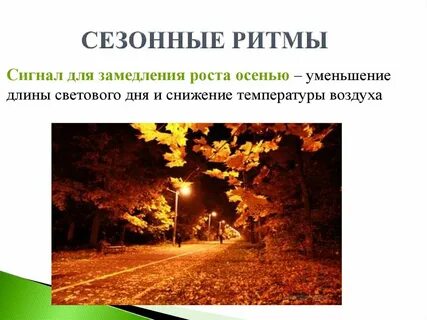 Сезонные ритмы в жизни растений